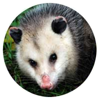 opossum